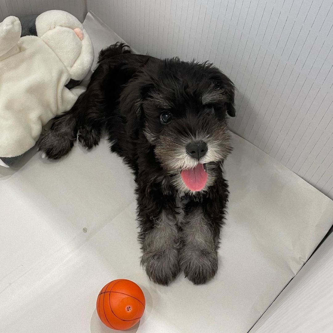  3 Maco male puppy For Sale 