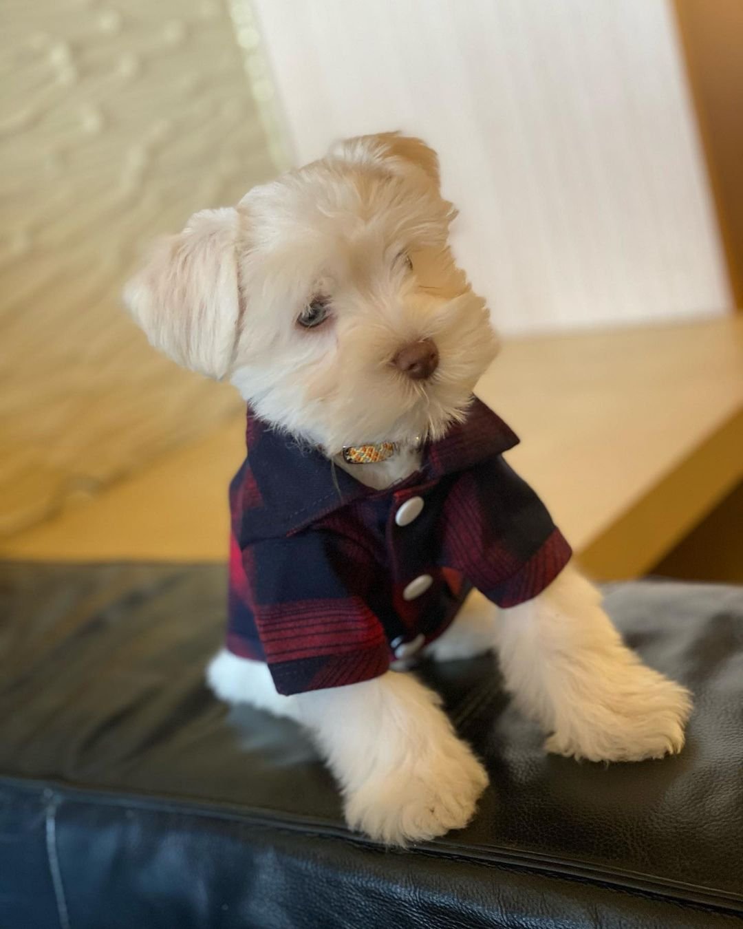  3 Maco male puppy For Sale 