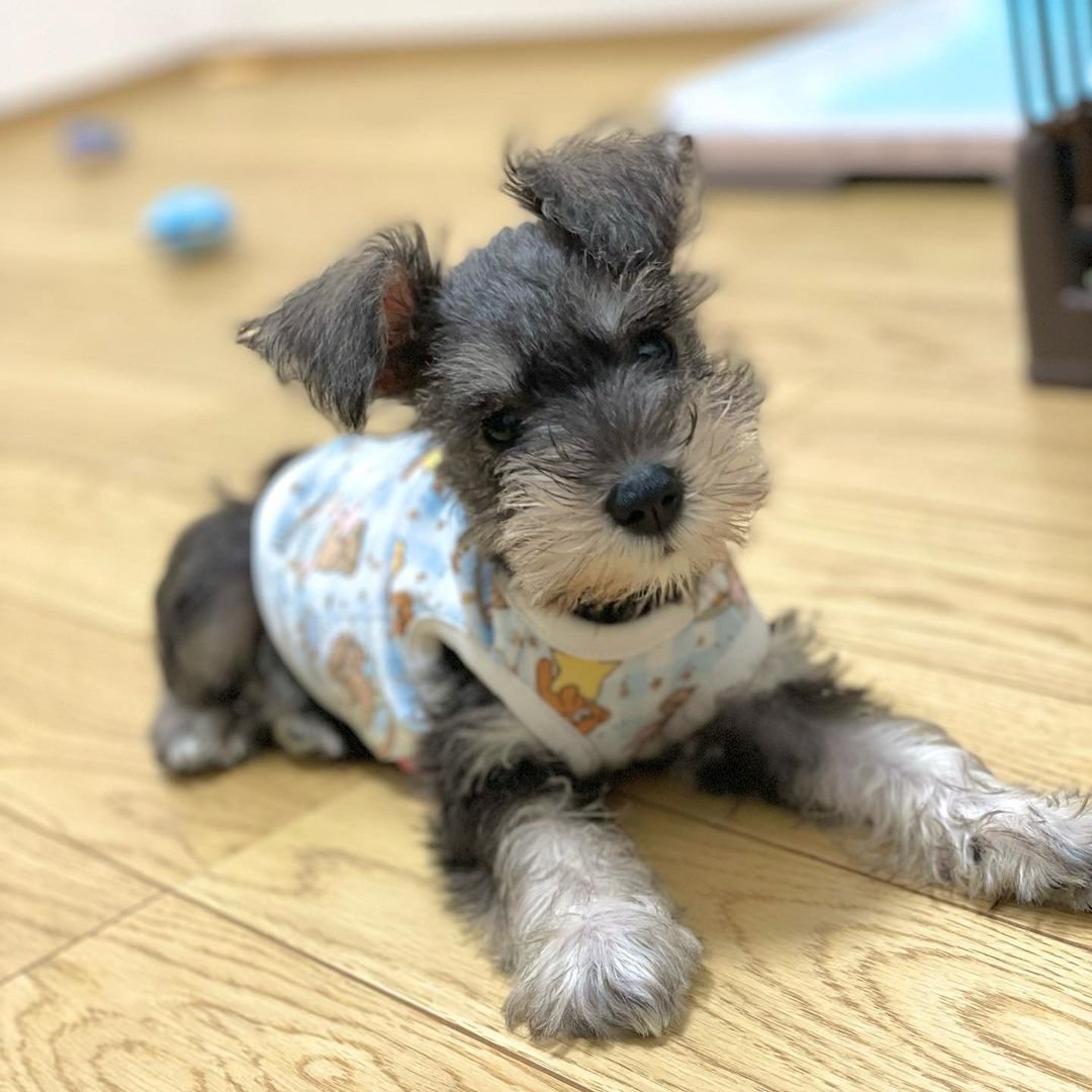  2 Nyra Female puppy For Sale 