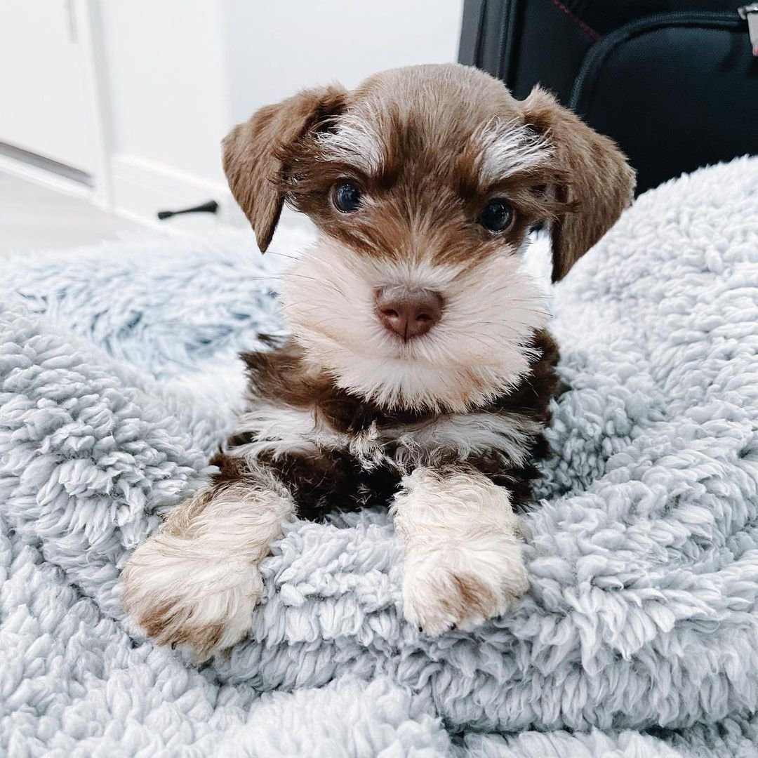  1 Cooper Male puppy For Sale 