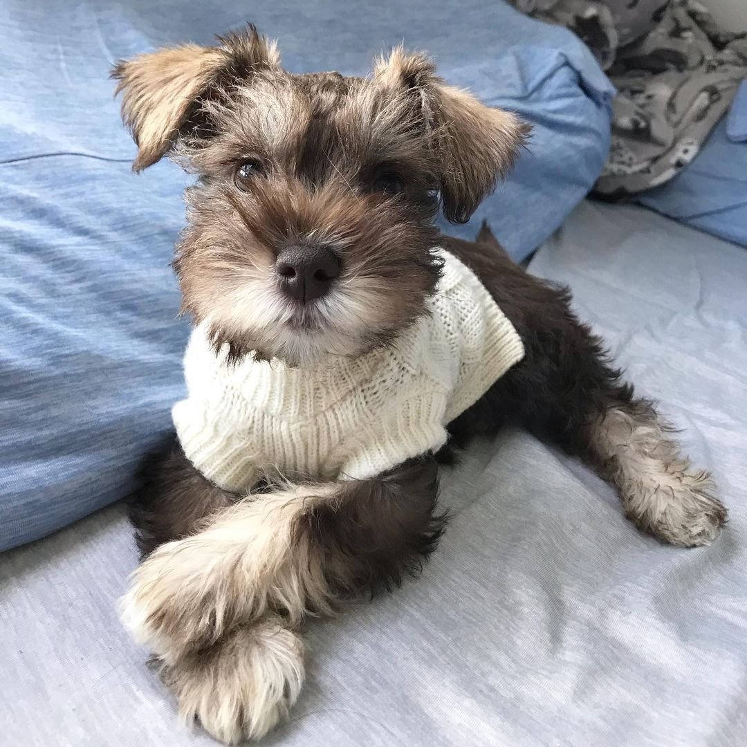  2 carlis  Male puppy For Sale 