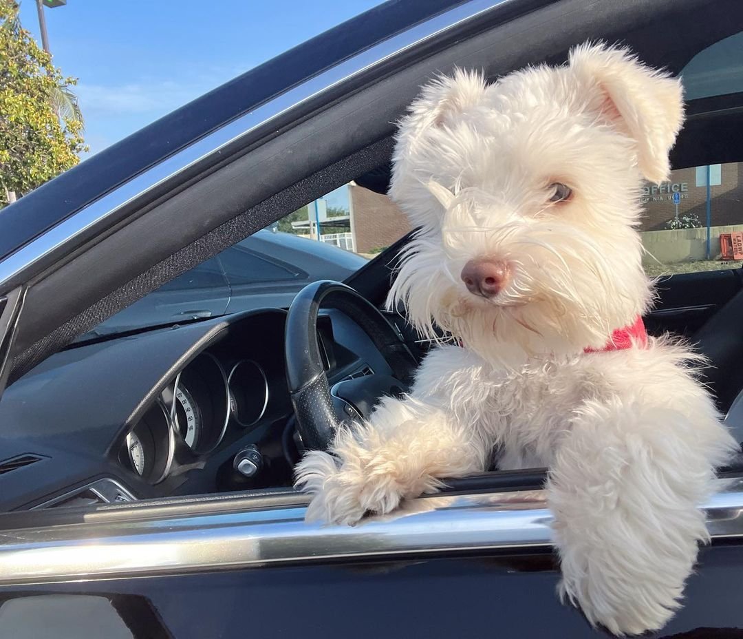  3 Maco male puppy For Sale 