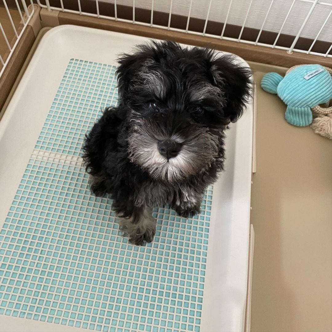  2 carlis  Male puppy For Sale 