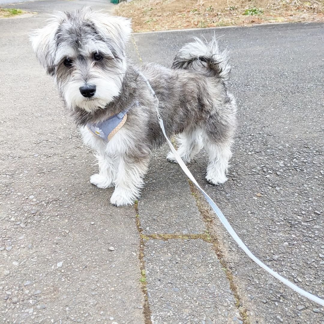  3 Maco male puppy For Sale 