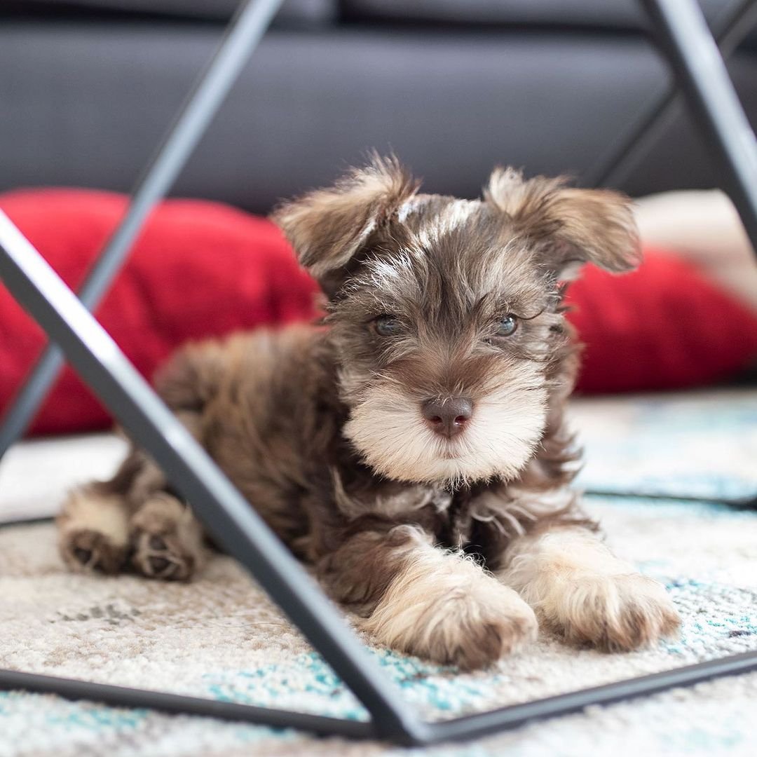  1 Cooper Male puppy For Sale 