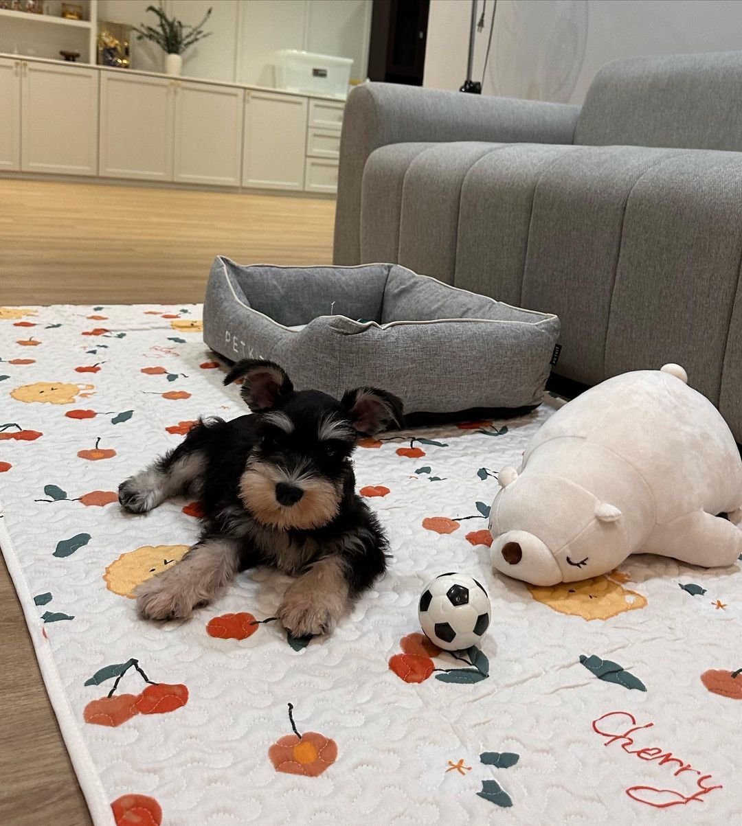  1 Stella Female puppy For Sale 